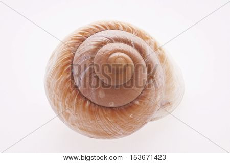 Close up of a Snail Shell cutout