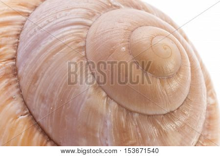 Close up of a Snail Shell macro