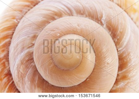 Close up of a Snail Shell macro
