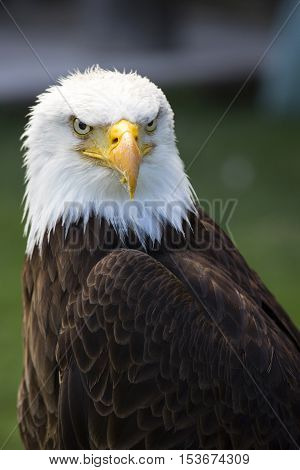Portrait of a beautiful north american bald eagle.