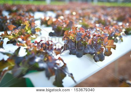 Athletic organic salad grown in greenhouses Thailand.