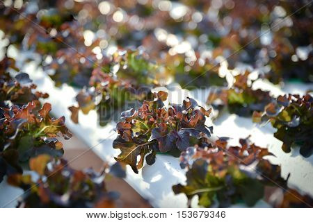 Athletic organic salad grown in greenhouses Thailand.