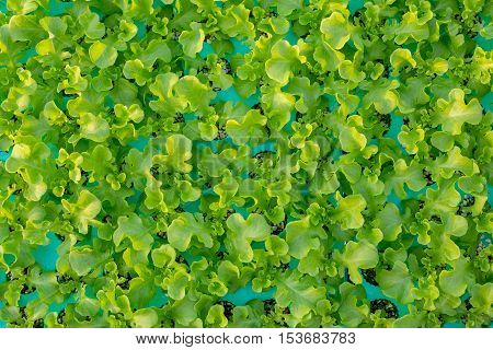 Hydroponics method of growing plants using mineral nutrient solutions in water without soi Hydroponics plant the top