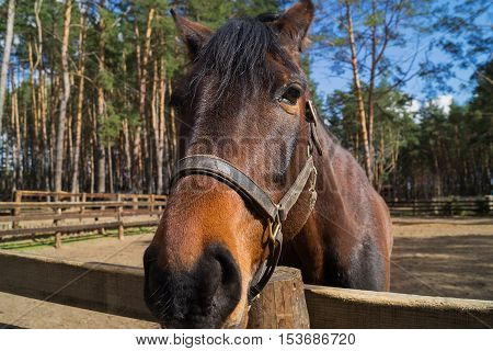 A portrait of friendly loooking horse in beautiful spring say.
