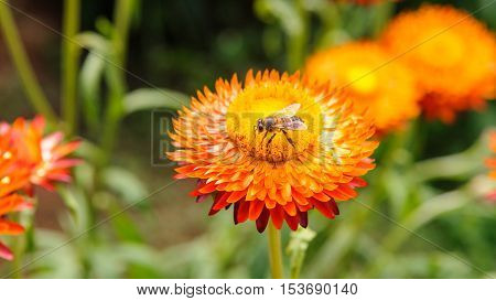 Bee On The Straw Flower.