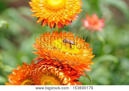 Bee On The Straw Flower.