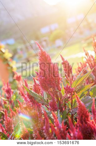 Red Cockscomb flowers with light effect - beautiful natural