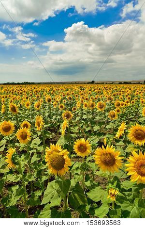 Beautiful sunflower field at the summer near Burgas, Bulgaria.