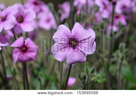 Garden with blooming purple geranium flowers in bloom.