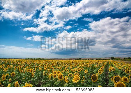 Beautiful daily landscape with sunflowers near Burgas, Bulgaria