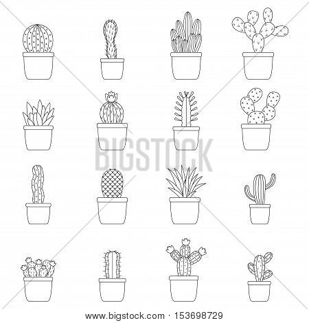 Set of cactus in pots, vector illustration