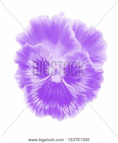 Violet  Viola Vector