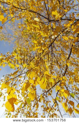 Golden autumn: branches of a birch tree in a sunny day