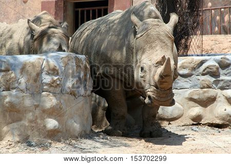 Rhinos at the zoo. Neoregelia (Rhinocerotidae) - the family of equids mammals. An animal with a horn on his nose - I live alone, but in savannas may join in a small group.