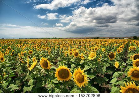 Beautiful sunflower field at the sunset, near Burgas, Bulgaria