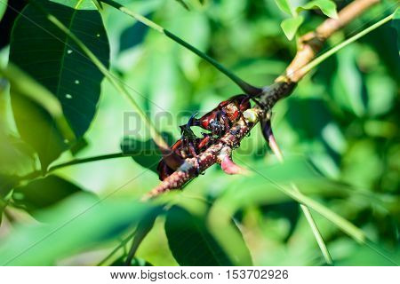Close up male fighting beetle (rhinoceros beetle) are fighting on tree