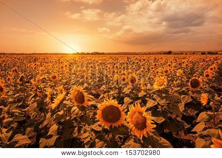 Beautiful sunflower field at the sunset, near Burgas, Bulgaria