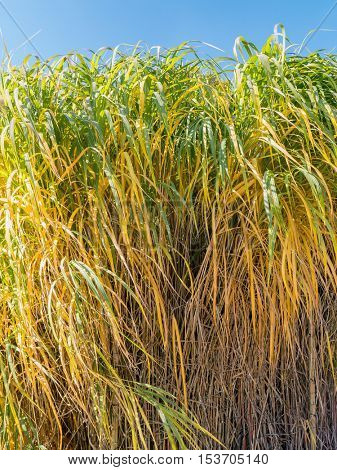 Clump of giant Miscanthus grass