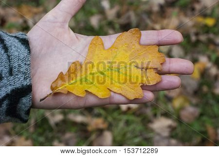 The fallen-down autumn leaf on a palm of the person