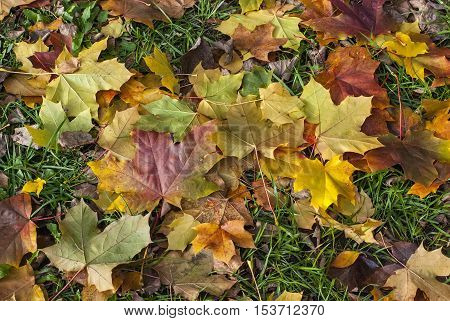 Fallen Leaves