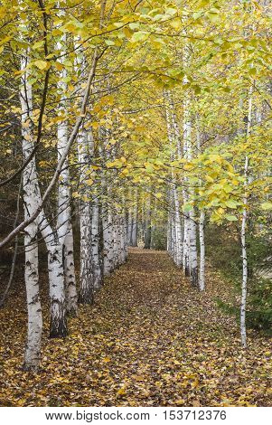The Autumn Birch Avenue