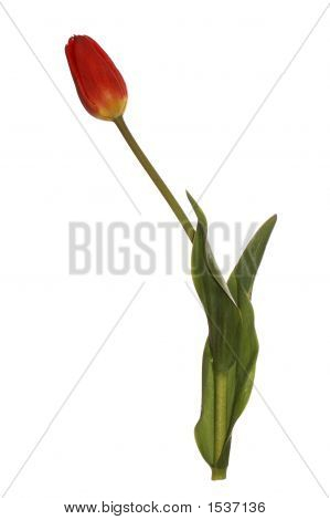 Rød tulipan
