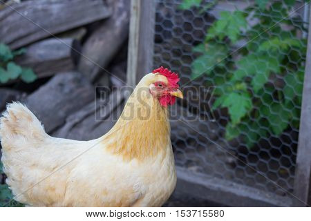 A Buff Orpington Chicken Hanging Out It The Pen