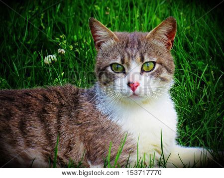 A stray cat in the countryside browsing. Green eyes looking through the lens
