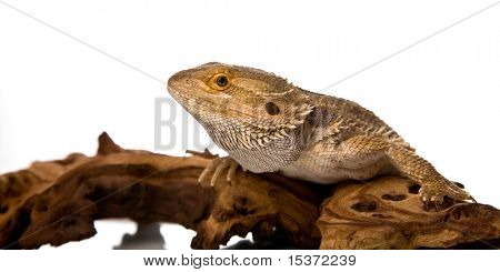 Bartagame auf ein Stück Holz, vor einem weißen Hintergrund