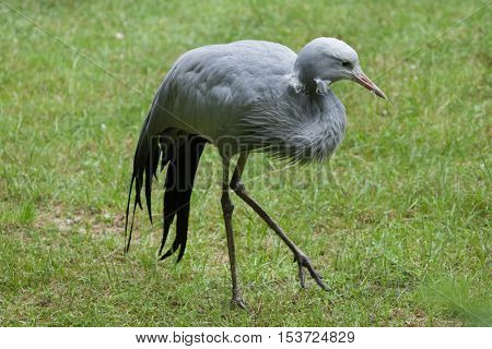 Blue crane (Grus paradisea), also known as the Stanley crane or paradise crane. Wildlife animal. 