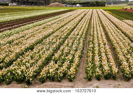 Calla Garden Field Cultivation