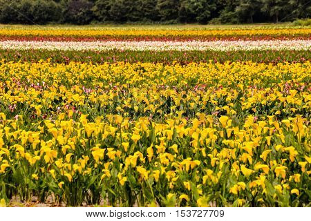 Calla Garden Field Cultivation