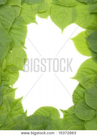 Dekorative grüne Blätter frame