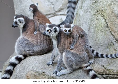 Ring-tailed lemur (Lemur catta). Wildlife animal. 