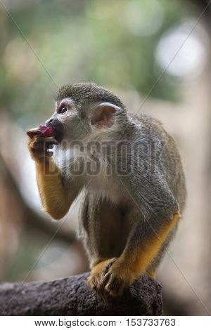 Common squirrel monkey (Saimiri sciureus). Wildlife animal. 
