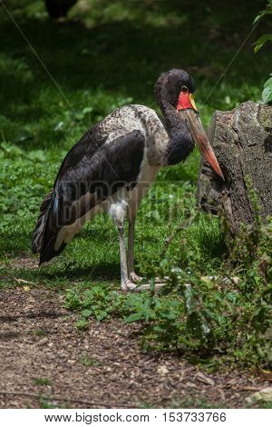 Saddle-billed stork (Ephippiorhynchus senegalensis). Wildlife animal. 