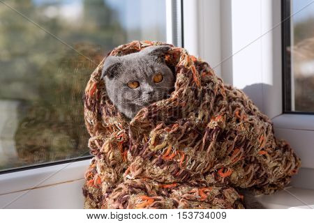 cat sitting on a window in a scarf and looks into the distance
