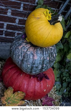 A stack of colorful pumpkins with autumn blooming mums outdoor decoration a playful version of a snowman with pumpkins 