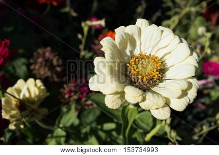 A white Zinnia Daisy Flower Macro Extreme close up detail of stamen and petals nature background in a field of zinnias