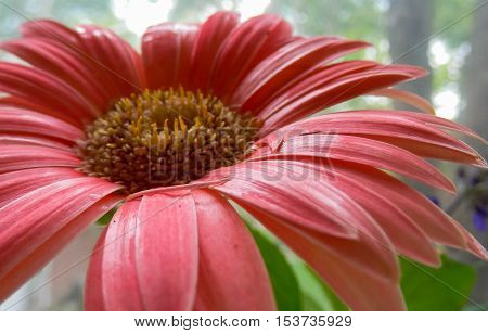 Pink African Gerbera Daisy in from the rain close-up selective focus on petals