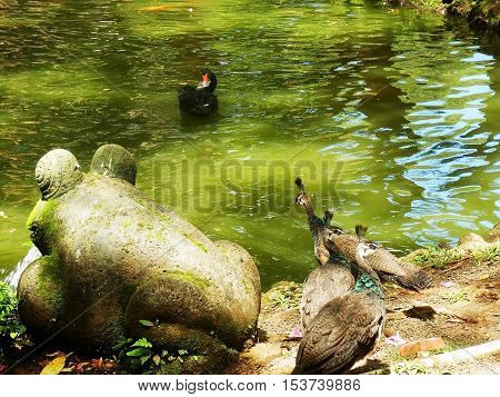 Wild peacocks standing on edge of pond next to stone frog statue with moss with one peacock looking at black swan swimming in water