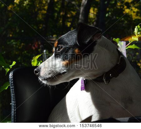 Dog sitting in chair looking outdoors through windows at garden with sun shining on dog's face