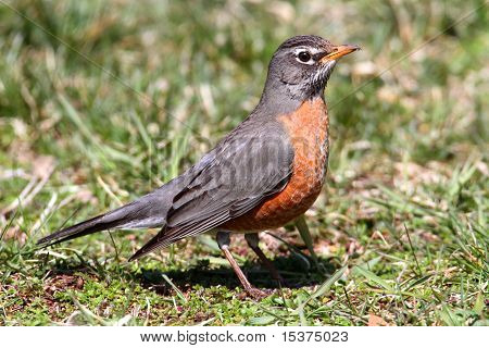 Amerikan Robin (turdus Migratorius)