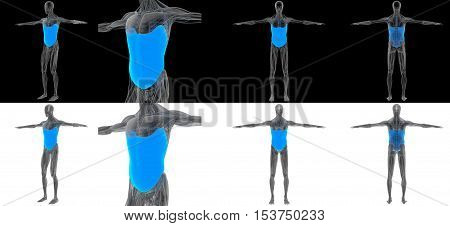 3D render illustration of the Obliquus Externus