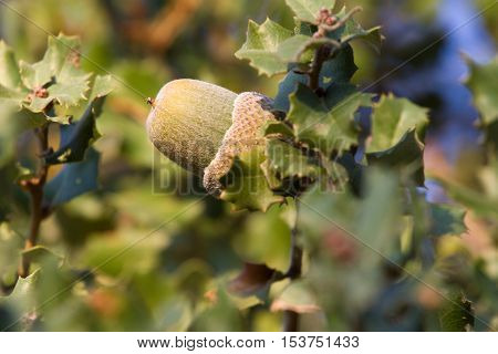 Native evergreen mediterranean plant - kermes oak Quercus coccifera . Acorn. Cyprus variegated bush forest