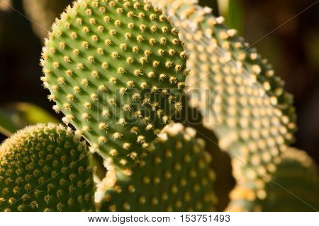 Opuntia ficus indica on dark background, Green cactus with raw leaves.