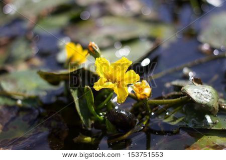 Yellow flower of aquatic lake plant Nymphoides peltata. Synonym of Villarsia nymphaeoides. Endangered species