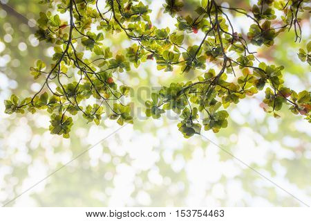 Blur green leaves on abstract bokeh natrue background