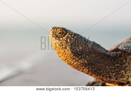 Portrait of a turtle in the profile on the seashore
