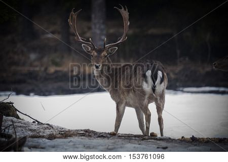 a fallow deer buck standing in snow
